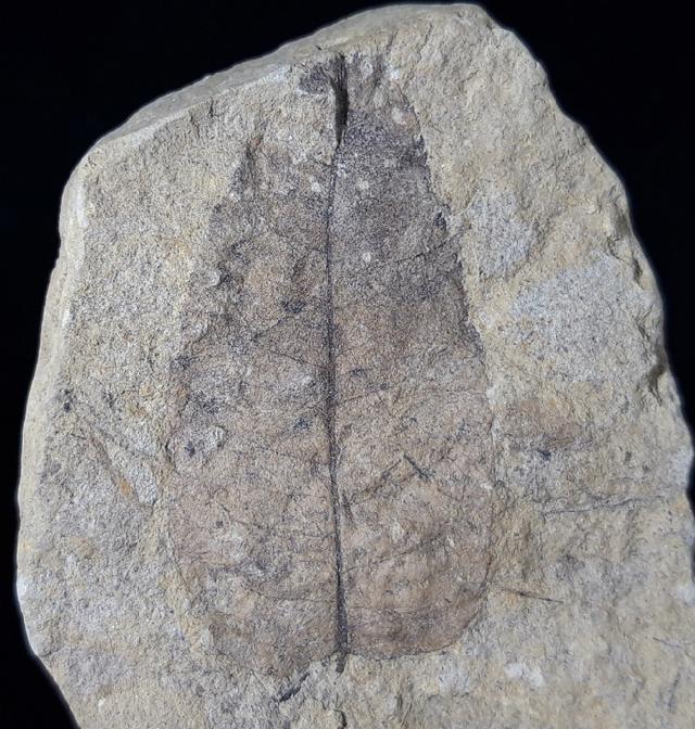 Carya serrifolia (GOEPPERT) - Bild © FossNet FossilienStore